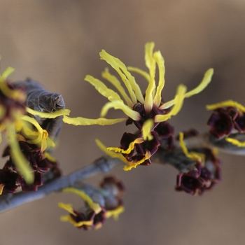 Hamamelis x intermedia 'Primavera' - Primavera Witch Hazel