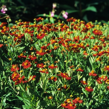 Helenium autumnale - Sneezeweed