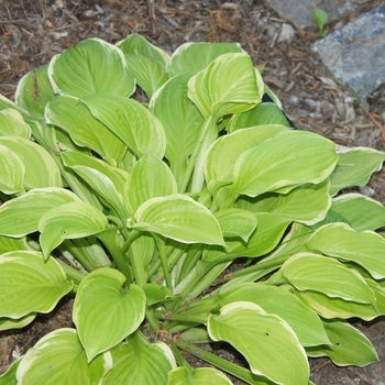 Hosta 'American Dream' - American Dream Hosta