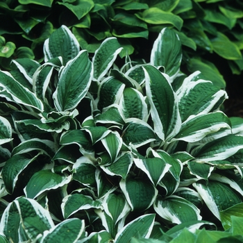 Hosta ''Ginko Craig'' (Hosta, Plantain Lily) - Ginko Craig Hosta, Plantain Lily