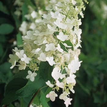 Hydrangea paniculata - 'Unique' Hardy Hydrangea