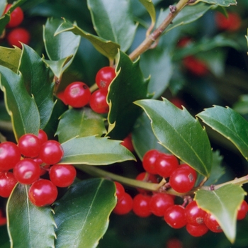 Ilex x meserveae 'Blue Princess' - Blue Princess Holly