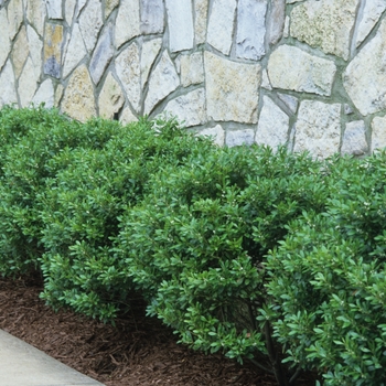 Ilex glabra 'Nova Scotia' - Nova Scotia Compact Inkberry