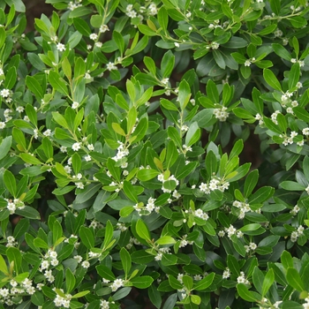 Ilex glabra 'Compacta' - Compact Inkberry