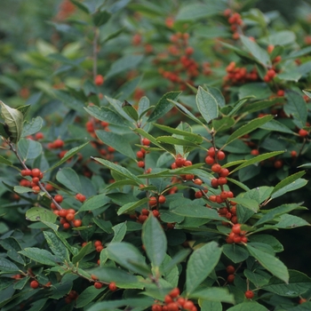 Ilex verticillata 'Afterglow' - Afterglow Winterberry