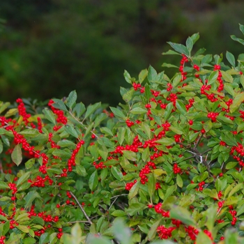 Ilex verticillata 'Red Sprite' - Red Sprite Winterberry