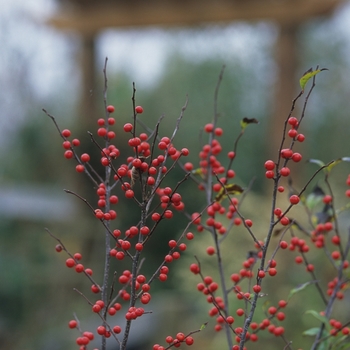 Ilex verticillata 'Sparkleberry' - Sparkleberry Winterberry