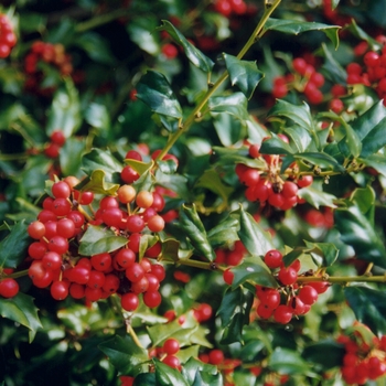 Ilex x meserveae 'Mesog' (Holly) - China Girl® Holly