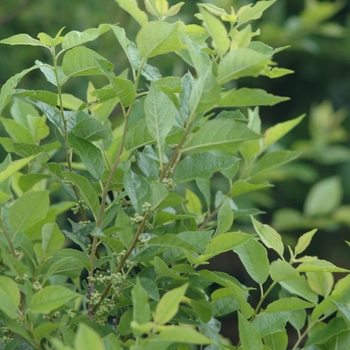 Ilex verticillata 'Apollo' - Apollo Winterberry