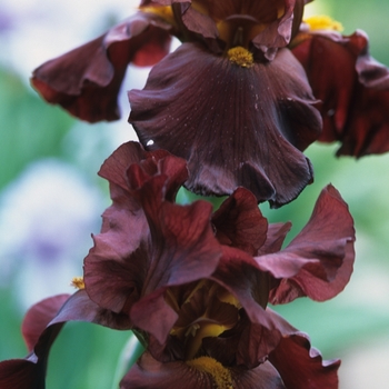 Iris germanica - 'War Chief' Bearded Iris