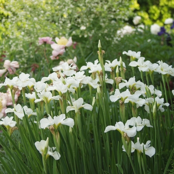 Iris sibirica - 'Gull's Wing' Siberian Iris