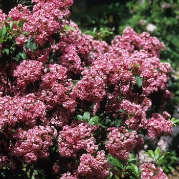 Kalmia latifolia - Mountain-laurel