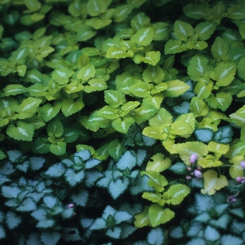 Lamium maculatum 'Pink Pewter' - Dead Nettle