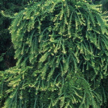 Larix decidua 'Julian's Weeper' - Julian's Weeping Larch