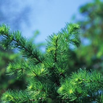 Larix kaempferi - Japanese Larch