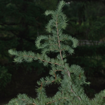 Larix kaempferi 'Diana' - Diana Japanese Larch