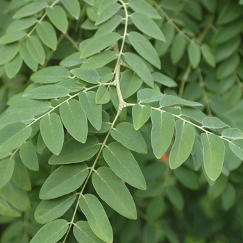 Maackia amurensis - Amur Maackia