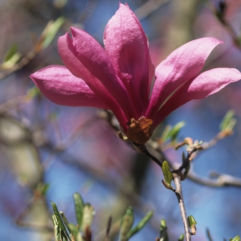 Magnolia x - Little Girl 'Betty' 