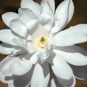 Magnolia stellata - 'Waterlily' 