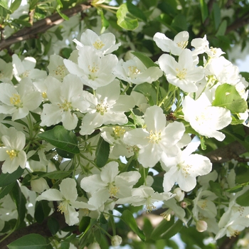 Malus hybrid - 'Adirondack' 