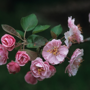 Malus 'Klehm's Bechtal' - Klehm's Crabapple