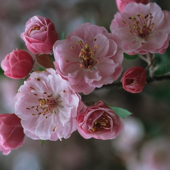 Malus hybrid 'Brandywine' - Brandywine® Crabapple