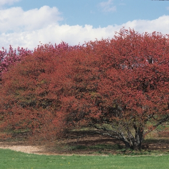 Malus hybrid 'COralburst' - 'Coralburst' 