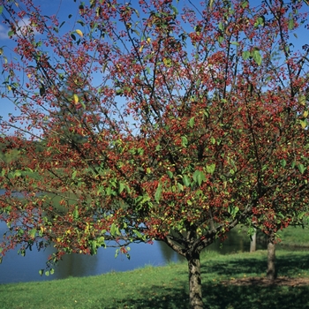 Malus hybrid - 'Donald Wyman' 