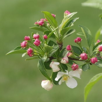 Malus sargentii - Firebird®