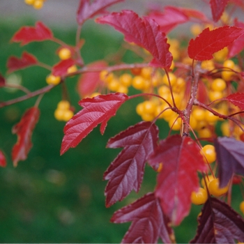 Malus hybrid - Golden Raindrops®