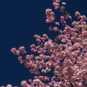 Malus 'Hopa' - Hopa Crabapple