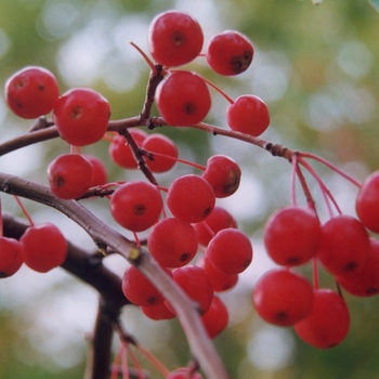 Malus x scheideckeri 'Red Jade' - Red Jade Crabapple