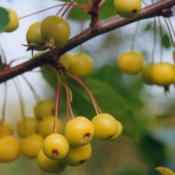 Malus 'Winter Gold' - Winter Gold Crabapple