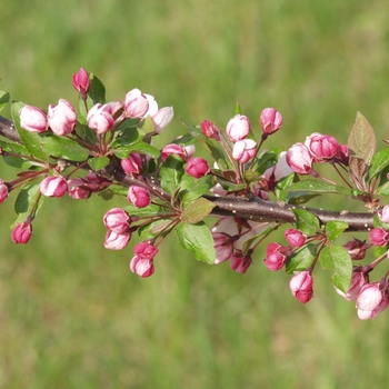 Malus sargentii - 'Candymint'