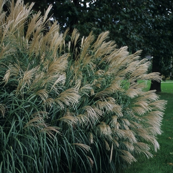 Miscanthus sinensis 'Silberfeder' - Silver Feather Maiden Grass