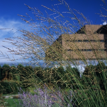 Molina arundinacea 'Skyracer' - Skyracer Tall Moor Grass