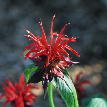 Monarda 'Jacob Cline' - Jacob Cline Beebalm