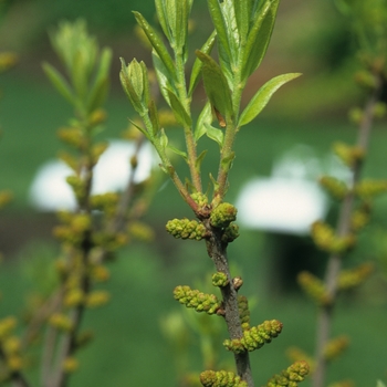 Myrica pensylvanica - Northern Bayberry