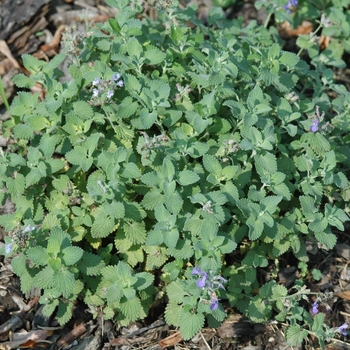 Nepeta racemosa 'Little Titch' - Little Titch Catmint