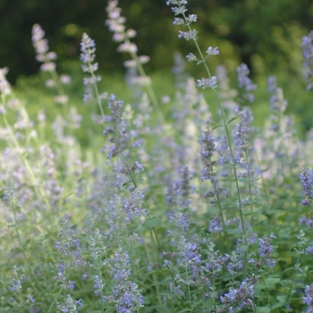 Nepeta faassenii - Nepeta