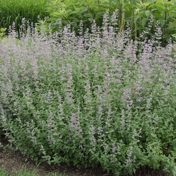 Nepeta 'Six Hill's Giant' - Catmint