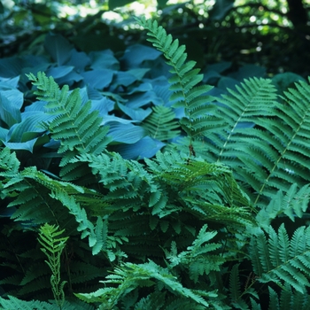 Osmunda claytoniana - Interrupted fern