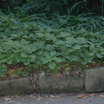 Pachysandra procumbens - Allegheny Spurge