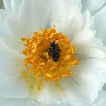 Paeonia lactiflora - 'Krinkled White' Peony