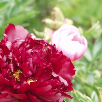 Paeonia lactiflora - 'Maestro' Peony