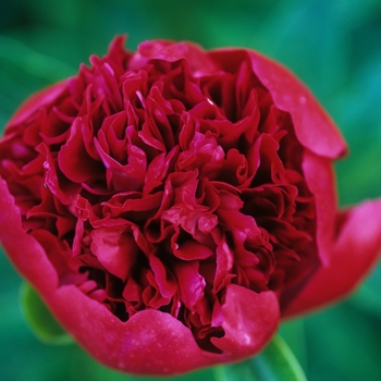 Paeonia 'Red Charm' - Red Charm Peony 