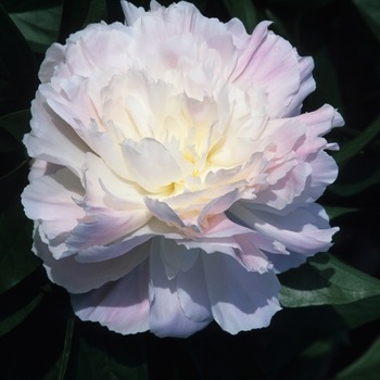 Paeonia 'Tourangelle' - Peony