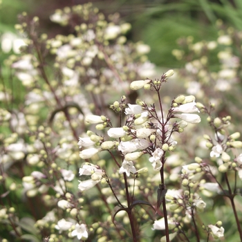 Penstemon digitalis - 'Husker Red'