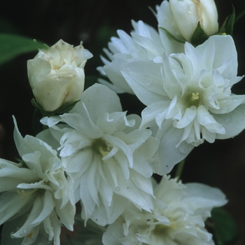 Philadelphus x virginalis - 'Minnesota Snowflake'