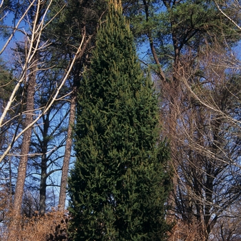 Picea abies 'Cupressina' - Cupressina Norway Spruce